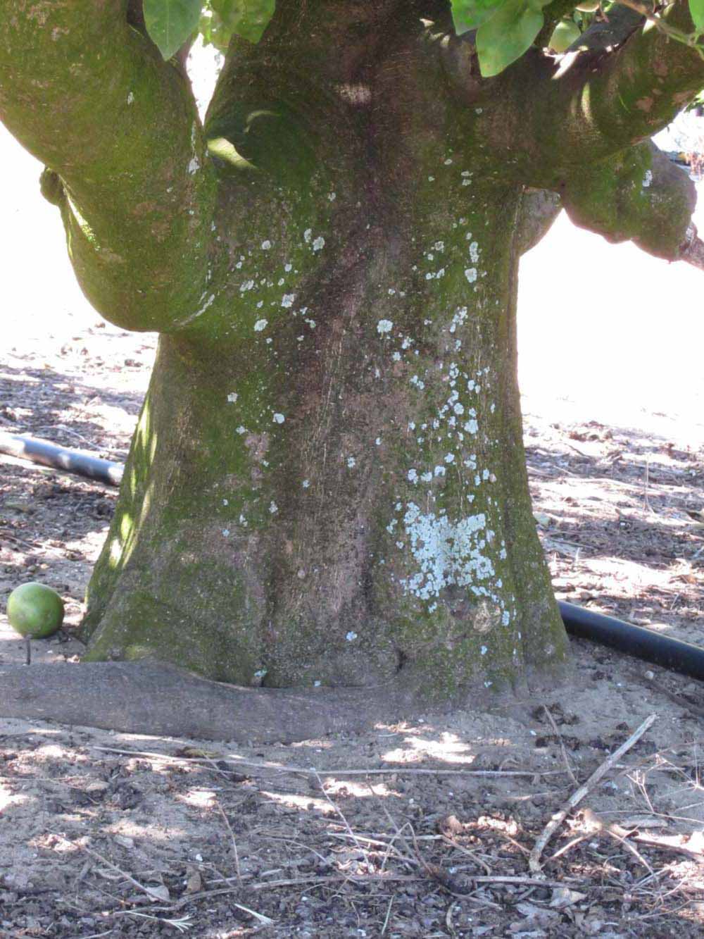            Bark (Winter Haven, FL)      